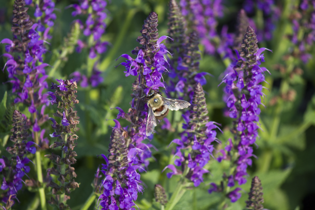 Bumblebee on a purple plant