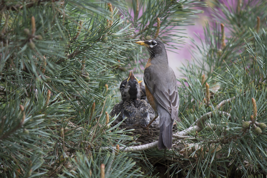 Robin in a nest with its babies