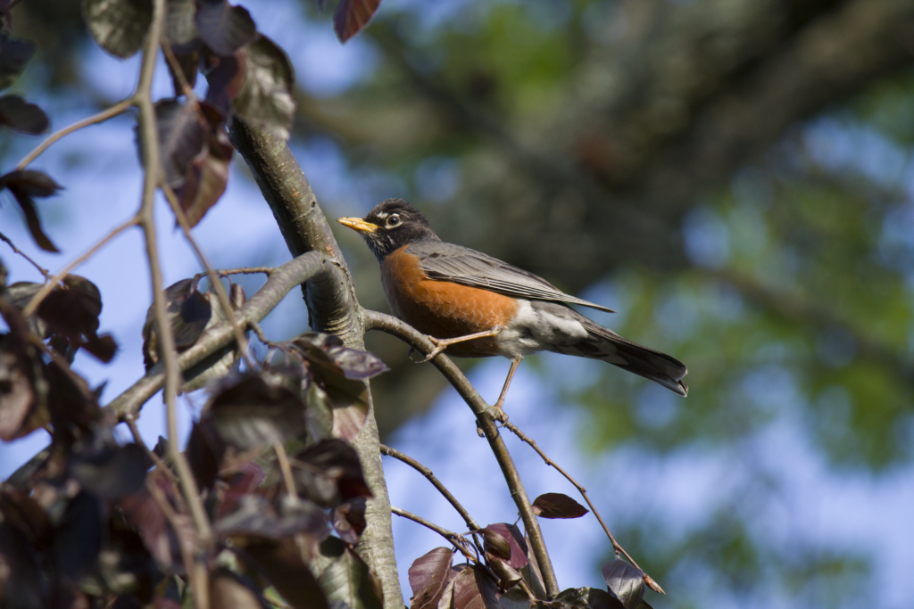 Robin on a branch