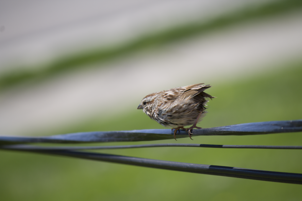 Bird outside my window